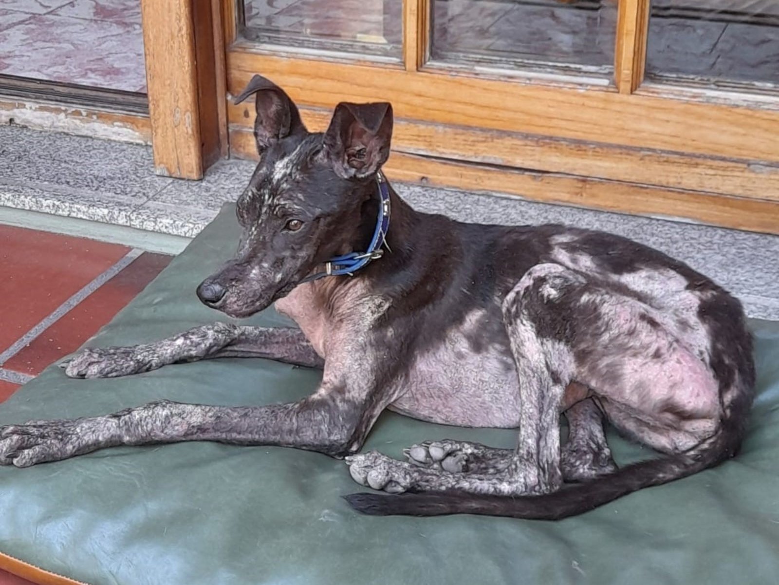 Así llegó Trufa al hogar: desnutrida y sin pelo. Foto: Hogar amor de galgo