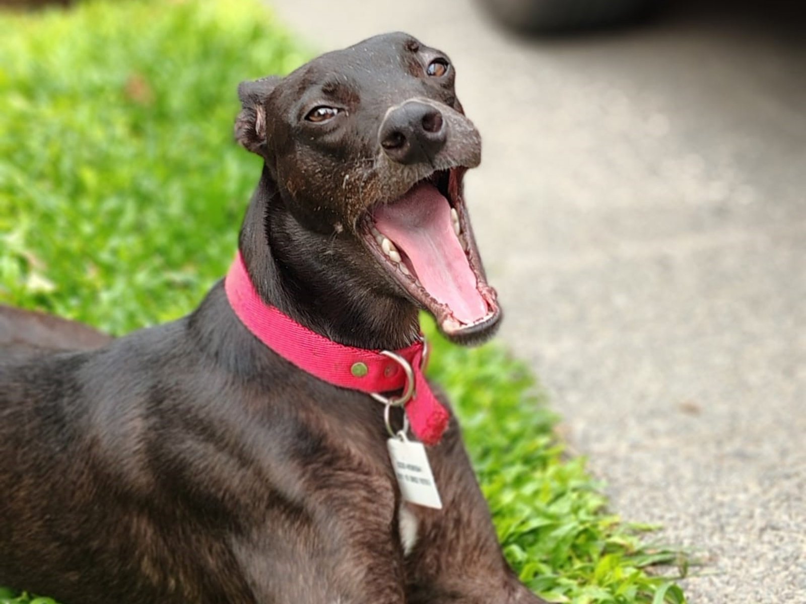 Así está Trufa hoy. Foto: Hogar amor de galgo
