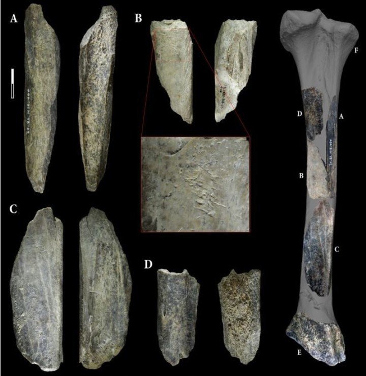 Las cuatro herramientas de hueso halladas en la cueva de Scladina. La herramienta B se amplía para mostrar las cicatrices típicas del tallado de piedra o "retoque" (Abrams et al., Sci. Rep., 2025).