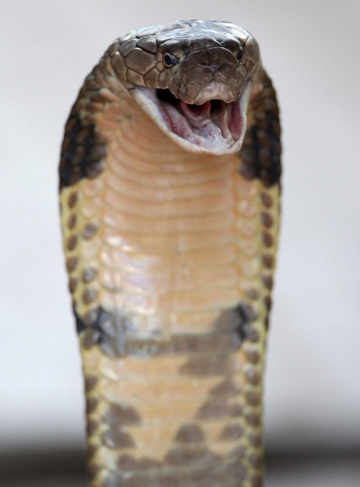 Un ejemplar de cobra real lista para atacar (EFE). 