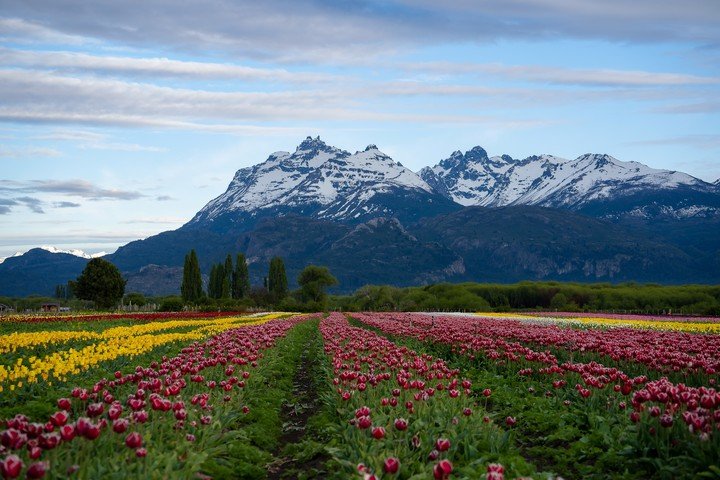 Así se ven los campos de tulipanes en Trevelin. Foto: Turismo de Esquel.
