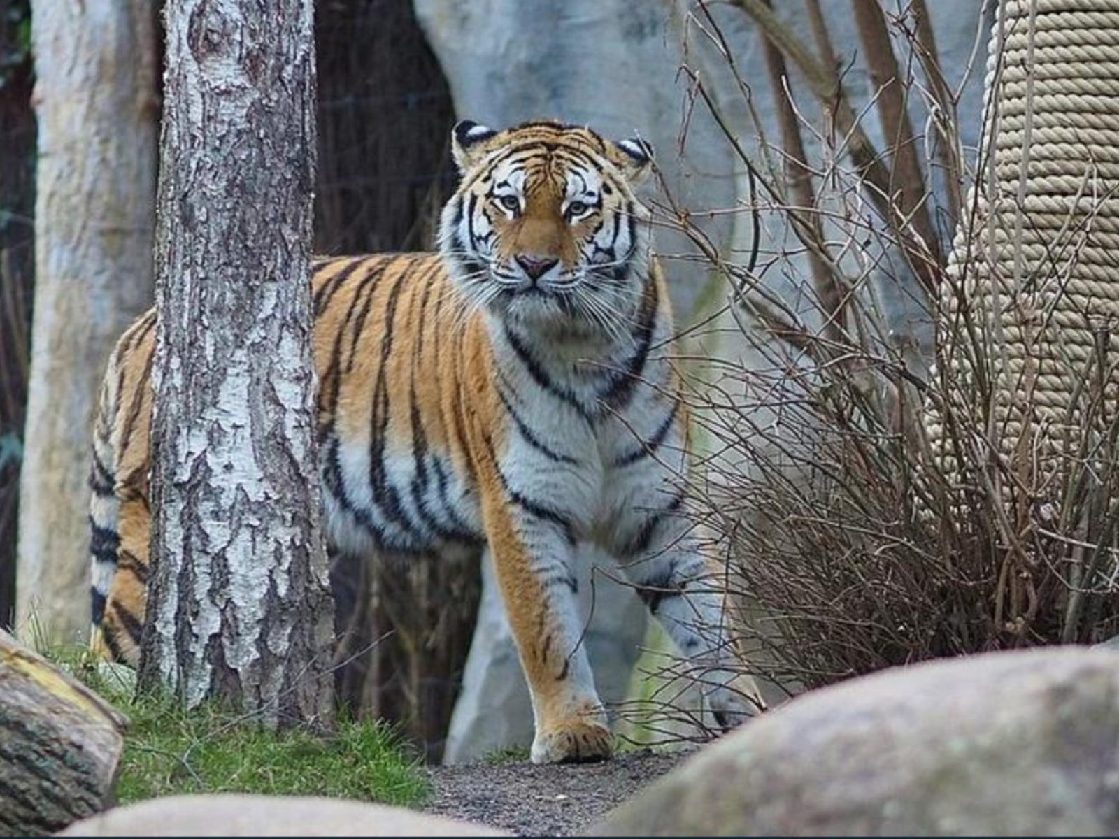 Una difícil decisión en el zoológico de Leipzig que conmueve a la comunidad internacional La reciente tragedia en el zoo... Descubre más sobre deben, pregunt...