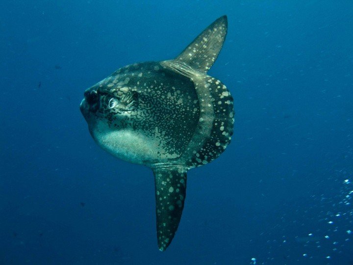Un ejemplar de pez luna. Foto: “Scuba diving Bali Nusa Lembongan (mola mola)” por Ilse Reijs and Jan-Noud Hutten, https://www.flickr.com/photos/39891373@N07/4163166661, CC BY 2.0.