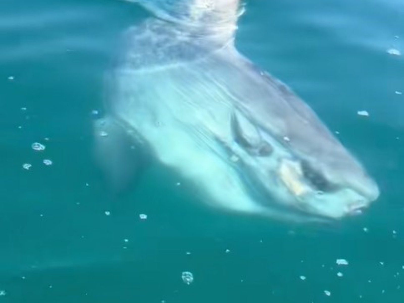 Una confusión que paraliza: el miedo en el mar y la calma ante lo inesperado En un día cualquiera en la costa de Marbell... Descubre más sobre reflejo, autoc...