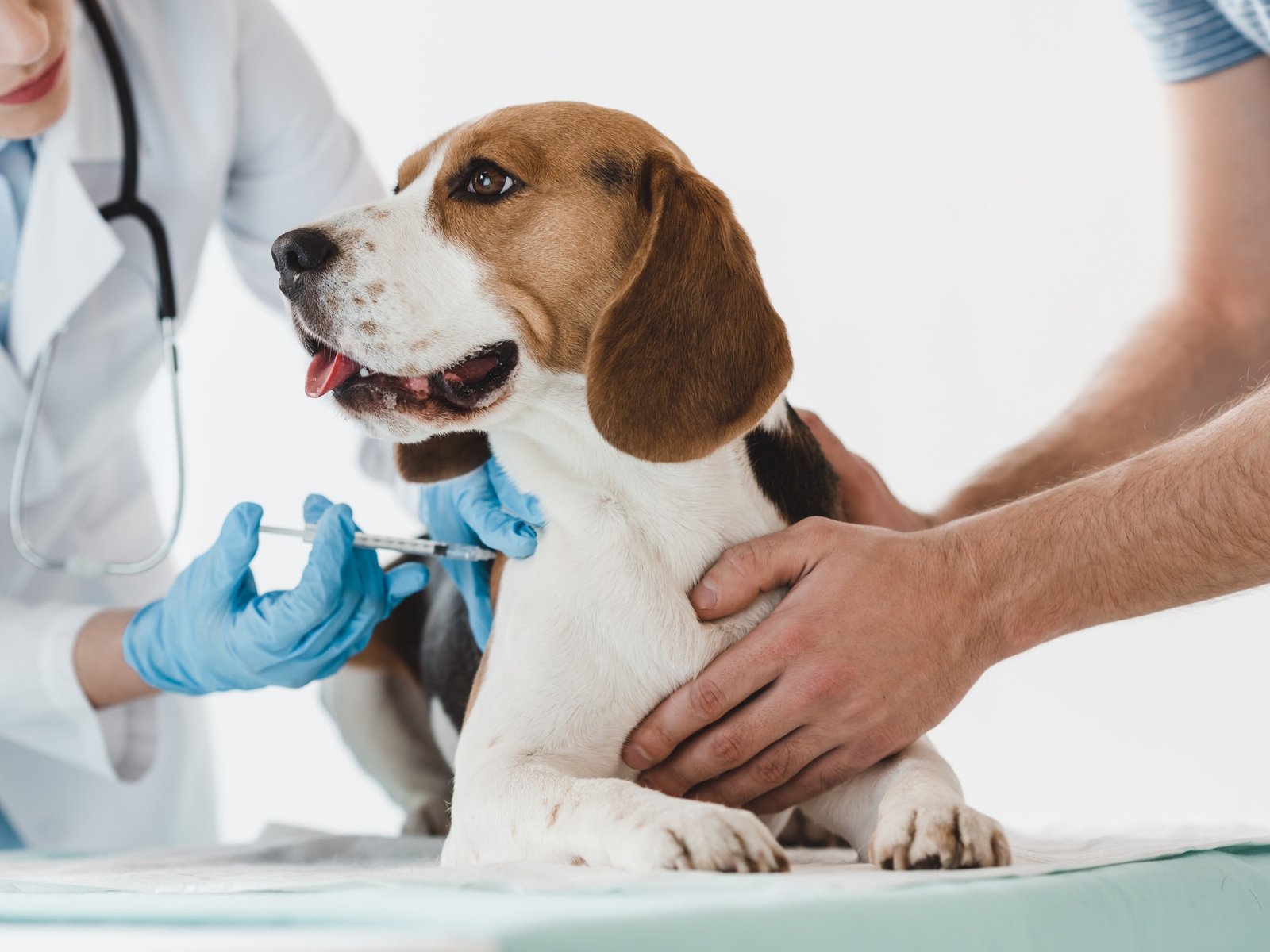 Celebrando el Compromiso con la Salud Animal y el Agro Hoy, 6 de agosto, Argentina conmemora a quienes dedican su vida a... Descubre más sobre argentina, méd...