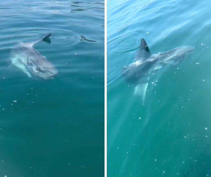 El pez luna que se encontraron las jóvenes en el mar. Foto: captura de video/@ilikecookiestheyareyummy.