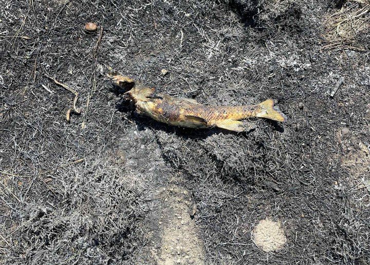 El pez chocó contra los cables eléctricos, produciendo chispas que cayeron sobre la hierba seca y provocaron el incendio, que afectó a menos de una hectárea. Foto Greg Hiltz/Ashcroft Fire Rescue