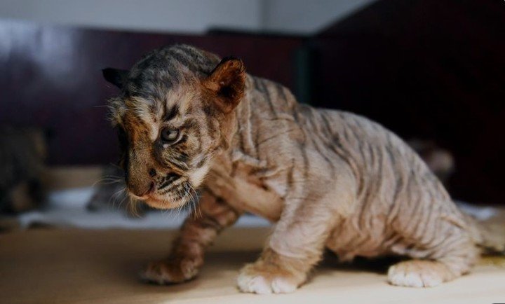 Tres cachorros de tigre siberianos abandonados por su madre, tuvieron que ser sacrificados (Xinhuanet).