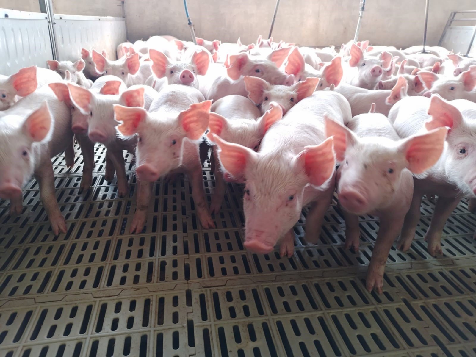 Un llamado a la acción: la salud interconectada entre humanos y animales En un mundo donde las fronteras entre la salud ... Descubre más sobre premio, fenóme...