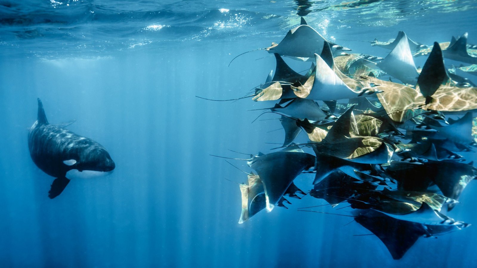 TV tonight: David Attenborough’s skin-crawling new nature series