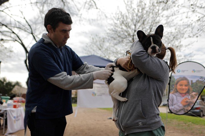 Cada 6 de agosto se celebra el Día del Veterinario. 