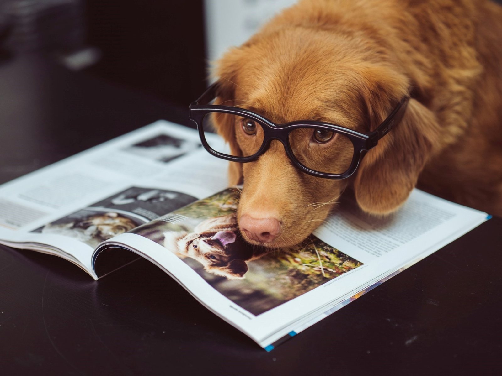 La importancia del cuidado estético y de salud en nuestros perros En la actualidad, el bienestar de nuestras mascotas ha... Descubre más sobre puede, cantida...