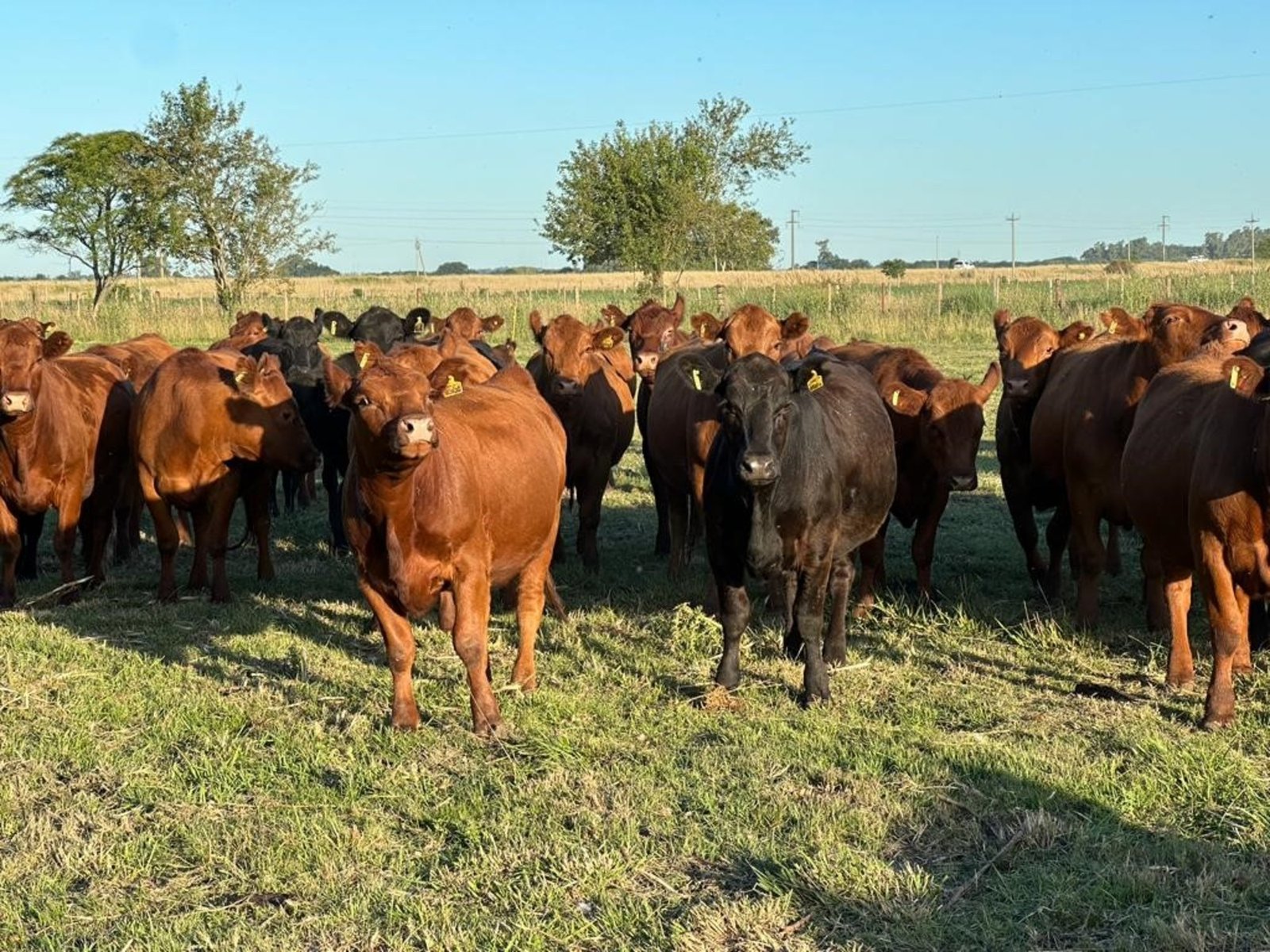  La alarmante tendencia de disminución en el sector ganadero argentino El escenario ganadero argentino atraviesa un ... Descubre más sobre garantizar, du...