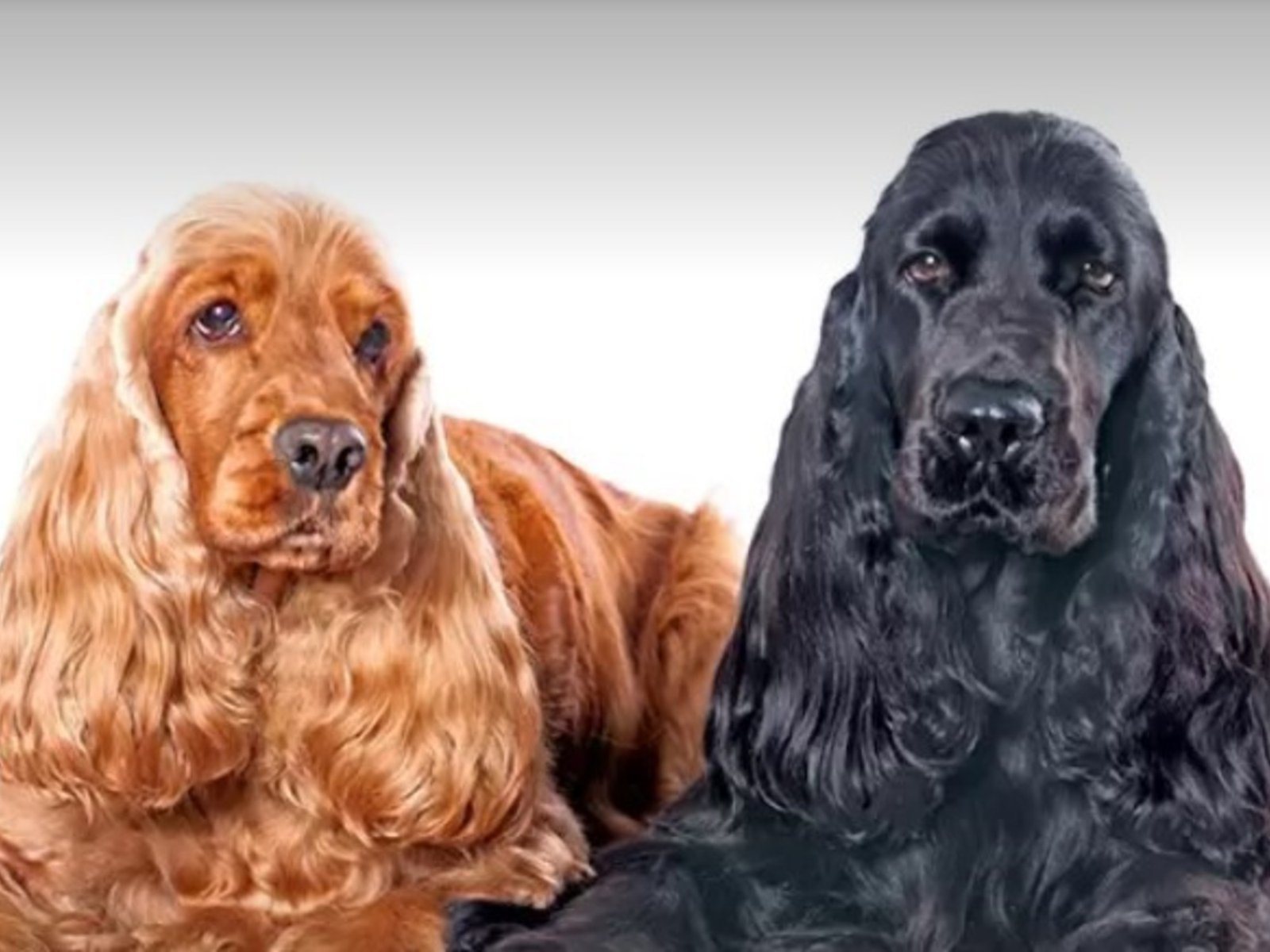 El grooming en perros: no es un delito como ocurre con los humanos y les mejora su salud.