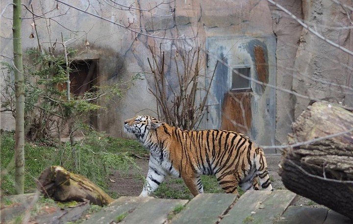La tigresa Yushka se desentendió de sus tres bebés (Zoo Leipzig).